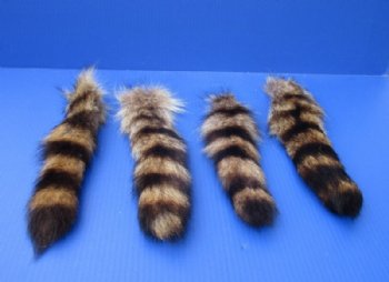 Tanned Raccoon Tail Key Chain for Sale 10 to 12 inches long -  <font color=red>2 @ $7.99 each</font> 