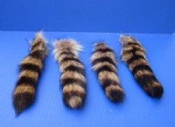 Tanned Raccoon Tail Key Chain for Sale 10 to 12 inches long - 2 @ $7.99 each