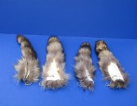 Tanned Raccoon Tail Key Chain for Sale 10 to 12 inches long -  <font color=red>2 @ $7.99 each</font> 