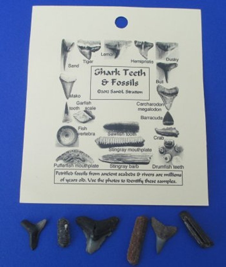 Assorted Fossil Shark Teeth and Marine Fossils with Identification Card