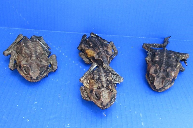 3 to 4-1/2 inches Real Dried Toads Preserved with Formaldehyde