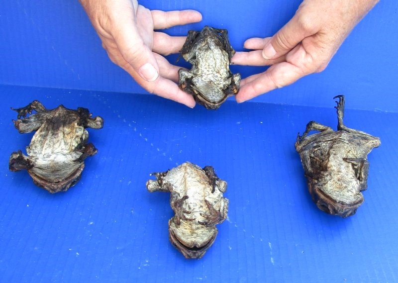 3 To 4-1 2 Inches Real Dried Toads Preserved With Formaldehyde