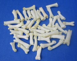 Bobcat Toe Bones Under 1 inch <font color=red> Wholesale</font> (Off White) - 175 @ .58 each