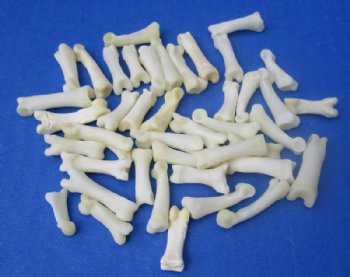 Under 1 inch Authentic Bobcat Toe Bones for Sale for Crafts - 25 @ $.87 each