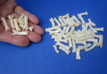 Bobcat Toe Bones Under 1 inch <font color=red> Wholesale</font> (Off White) - 175 @ .58 each