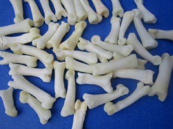 Bobcat Toe Bones Under 1 inch <font color=red> Wholesale</font> (Off White) - 175 @ .58 each