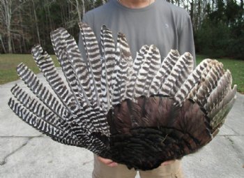 Preserved/Cured Fan Shape North American Turkey Wing 28 to 30 inches wide for $20.99 each