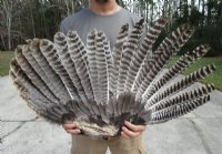 Preserved/Cured Fan Shape North American Turkey Wing 28 to 30 inches wide for $20.99 each