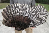 Preserved/Cured Fan Shape North American Turkey Wing 28 to 30 inches wide for $20.99 each