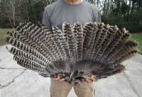 Preserved/Cured Fan Shape North American Turkey Wing 28 to 30 inches wide for $20.99 each