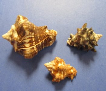 1-1/4 to 3 inches Mixed Vasum Cornigerum Shells for Sale, Vase Shells - 1 Bag of 5 Kilos (11 pounds) @ $15.00 a bag