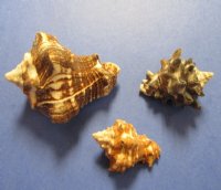 1-1/4 to 3 inches Mixed Vasum Cornigerum Shells for Sale, Vase Shells - 1 Bag of 5 Kilos (11 pounds) @ $15.00 a bag