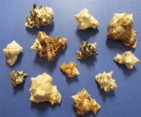 1-1/4 to 3 inches Mixed Vasum Cornigerum Shells for Sale, Vase Shells - 1 Bag of 5 Kilos (11 pounds) @ $15.00 a bag