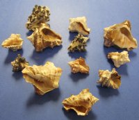 1-1/4 to 3 inches Mixed Vasum Cornigerum Shells for Sale, Vase Shells - 1 Bag of 5 Kilos (11 pounds) @ $15.00 a bag