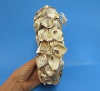 7 inches Rustic Look Oyster Shell Wreaths - Case of 16 @ $5.63 each; 2 or more <font color=red>Wholesale Cases</font> @ $5.25 each