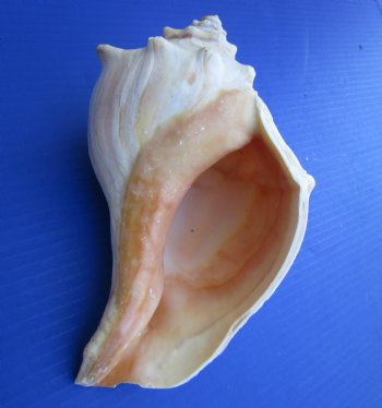 7 inches Lightning Whelks for Sale, or Left Handed Welk Shells, State Shell of Texas - Pack of 1 @ $11.49 each; Pack of 6 @ $9.20 each;