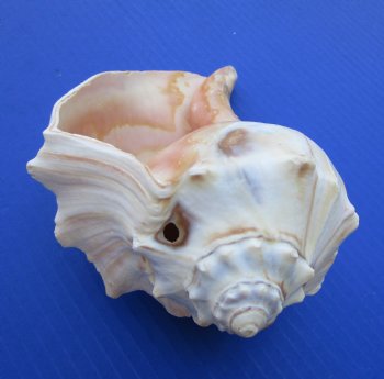 4-3/4 to 5-1/2 inches Atlantic Knobbed Whelk Shells <font color=red>Wholesale </font> - 60 pcs @ $1.53 each