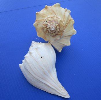 7 inches Lightning Whelks for Sale, or Left Handed Welk Shells, State Shell of Texas - Pack of 1 @ $11.49 each; Pack of 6 @ $9.20 each;