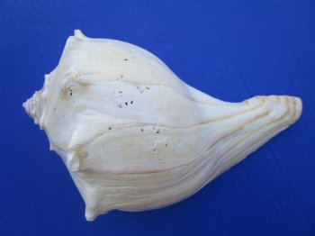 4-3/4 to 5-1/2 inches Atlantic Knobbed Whelk Shells <font color=red>Wholesale </font> - 60 pcs @ $1.53 each