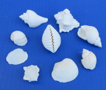 1-1/4 to 2-3/4 inches Medium Assorted White Craft Shells <font color=red> Wholesale</font> - Case of 10 gallons @ $9.65 a gallon