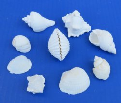 1-1/4 to 2-3/4 inches Medium Assorted White Craft Shells - 4 pounds @ $16.99 a bag; 3 Bags @ $15.45 a bag