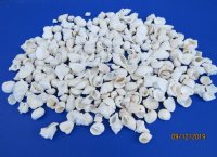 1-1/4 to 2-3/4 inches Medium Assorted White Craft Shells <font color=red> Wholesale</font> - Case of 10 gallons @ $9.65 a gallon