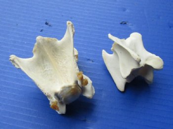 Wild Hog Neck Vertebrae Bones in Bulk 2-1/2 to 3-3/4 inches - 10 @ $2.25 each