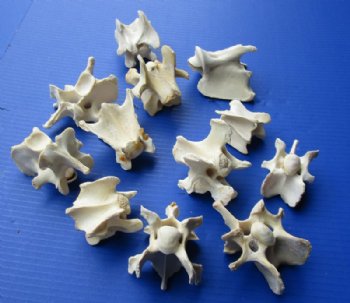 Wild Hog Neck Vertebrae Bones in Bulk 2-1/2 to 3-3/4 inches - 10 @ $2.25 each