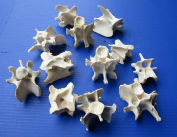 Wild Hog Neck Vertebrae Bones in Bulk 2-1/2 to 3-3/4 inches - 10 @ $2.25 each