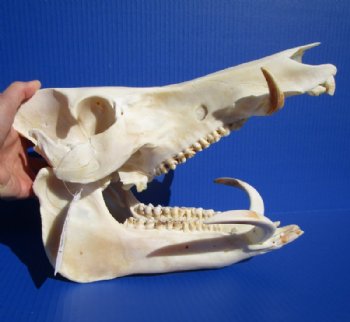 How We Clean Wild Boar Skulls