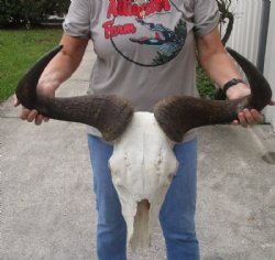 Blue Wildebeest Skull with Horn Spread 18 to 26 inches up <font color=red> Wholesale Grade B Quality</font> - Minimum 2 @ $55.00 each