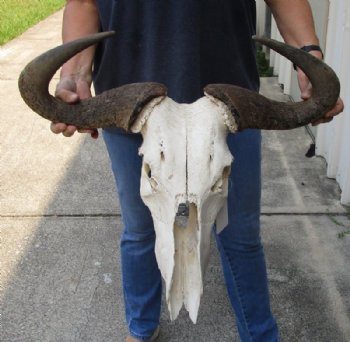 Blue Wildebeest Skull with Horn Spread 18 to 26 inches up <font color=red> Wholesale Grade B Quality</font> - Minimum 2 @ $55.00 each