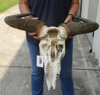 Blue Wildebeest Skull with Horn Spread 18 to 26 inches up <font color=red> Wholesale Grade B Quality</font> - Minimum 2 @ $55.00 each