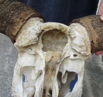 Blue Wildebeest Skull with Horn Spread 18 to 26 inches up <font color=red> Wholesale Grade B Quality</font> - Minimum 2 @ $55.00 each