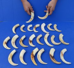 5 to 5-7/8 inches Warthog Tusks <font color=red> Wholesale </font>  for Carving -  18 @ $5.25 each