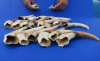 6 to 6-7/8 inches Warthog Ivory Tusks <FONT COLOR=RED>Wholesale</FONT>  - 14 @ $7.20 each