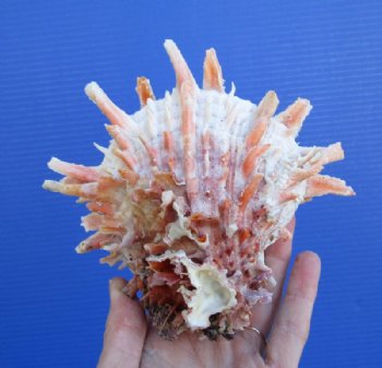 5-3/4 by 5-1/4 inches Red, Orange and White Spondylus Princeps Spiny Oyster Shell for Sale with Short Wide Spines for $33.99