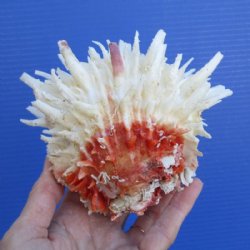 5-1/4 by 4-1/2 inches Beautiful Spondylus Leucacanthus Spiny Oyster Shell for Sale for $26.99