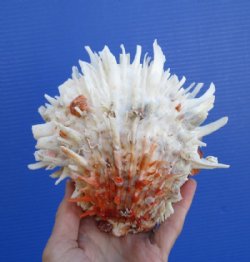 5-3/4 by 5-1/2 inches Spondylus Leucacanthus Spiny Oyster Shell for Sale for $29.99