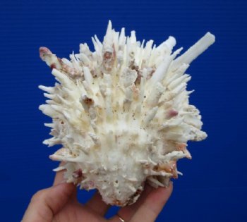 5-1/2 by 4-1/4 inches White Spondylus Leucacanthus Spiny Oyster Shell for Sale for $26.99