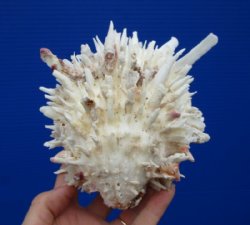 5-1/2 by 4-1/4 inches White Spondylus Leucacanthus Spiny Oyster Shell for Sale for $26.99