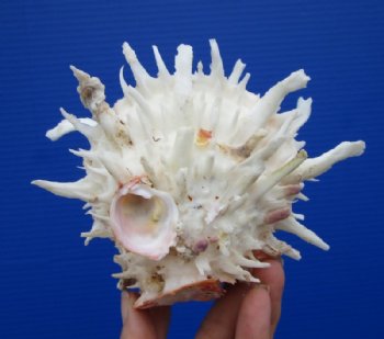 5-1/2 by 4-1/2 inches Beautiful Mexican Spondylus Leucacanthus Spiny Oyster Shell for Sale for $26.99