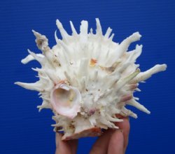 5-1/2 by 4-1/2 inches Beautiful Mexican Spondylus Leucacanthus Spiny Oyster Shell for Sale for $26.99