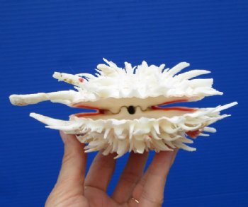 5-1/2 by 4-1/2 inches Gorgeous Mexican Spondylus Leucacanthus Spiny Oyster Shell for $26.99