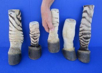 Taxidermy African Zebra Foot Mount for Sale <font color=red> Wholesale</font>   Pack of 6 @ $45.00 each