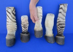 Taxidermy African Zebra Foot Mount for Sale - $59.99 each