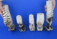 Taxidermy African Zebra Foot Mount for Sale <font color=red> Wholesale</font>   Pack of 6 @ $45.00 each