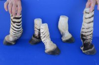 Taxidermy African Zebra Foot Mount for Sale <font color=red> Wholesale</font>   Pack of 6 @ $45.00 each