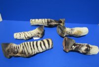 Taxidermy African Zebra Foot Mount for Sale <font color=red> Wholesale</font>   Pack of 6 @ $45.00 each