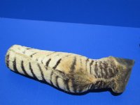 Taxidermy African Zebra Foot Mount for Sale <font color=red> Wholesale</font>   Pack of 6 @ $45.00 each